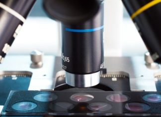 New technology developed for microscopic imaging in living organisms
