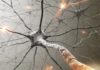 Scientific breakthrough provides new hope for people living with multiple sclerosis