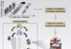 Sex- and Diet-Specific Proteome Differences Distinguished