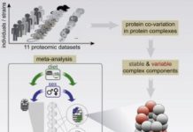 Sex- and Diet-Specific Proteome Differences Distinguished
