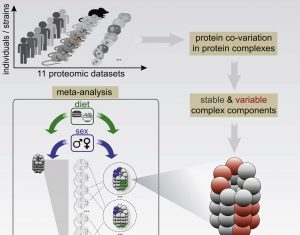 Sex- and Diet-Specific Proteome Differences Distinguished